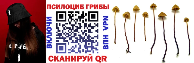 MEGA зеркало  Светлогорск  Псилоцибиновые грибы прущие грибы  купить наркоту 